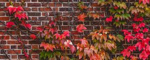 Preview wallpaper wall, foliage, branches