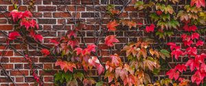 Preview wallpaper wall, foliage, branches