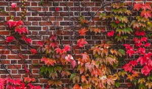 Preview wallpaper wall, foliage, branches