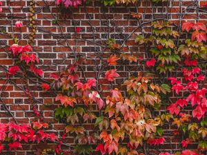 Preview wallpaper wall, foliage, branches