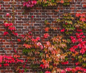 Preview wallpaper wall, foliage, branches