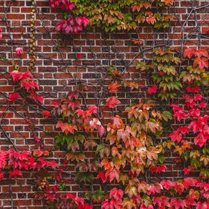 Preview wallpaper wall, foliage, branches