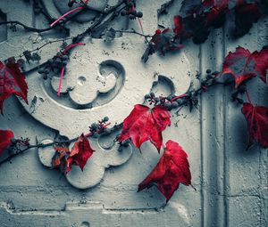 Preview wallpaper wall, grapes, leaves, red, white