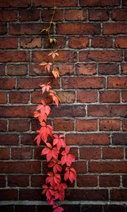 Preview wallpaper wall, ivy, plant, bricks, red