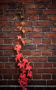 Preview wallpaper wall, ivy, plant, bricks, red