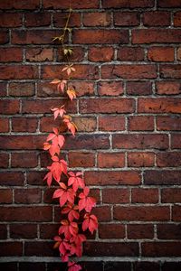 Preview wallpaper wall, ivy, plant, bricks, red