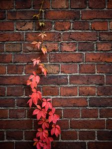 Preview wallpaper wall, ivy, plant, bricks, red