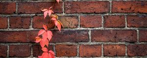 Preview wallpaper wall, ivy, plant, bricks, red