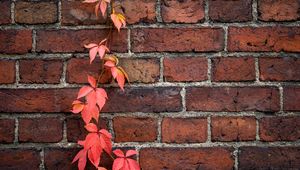 Preview wallpaper wall, ivy, plant, bricks, red