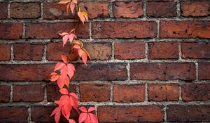 Preview wallpaper wall, ivy, plant, bricks, red