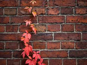 Preview wallpaper wall, ivy, plant, bricks, red