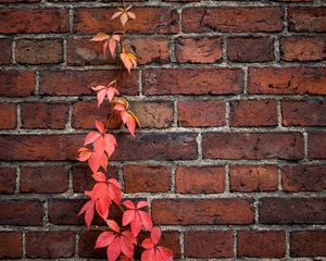 Preview wallpaper wall, ivy, plant, bricks, red