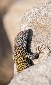 Preview wallpaper wall lizard, lizard, reptile, stone