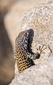 Preview wallpaper wall lizard, lizard, reptile, stone