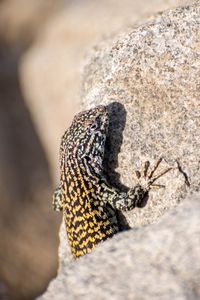 Preview wallpaper wall lizard, lizard, reptile, stone