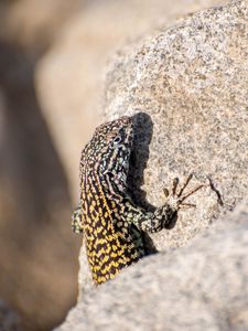 Preview wallpaper wall lizard, lizard, reptile, stone