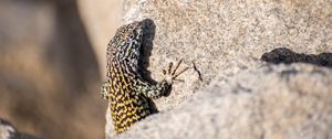 Preview wallpaper wall lizard, lizard, reptile, stone