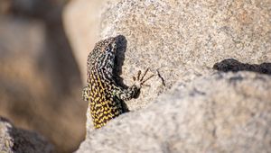 Preview wallpaper wall lizard, lizard, reptile, stone