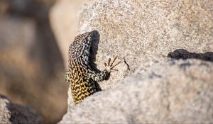 Preview wallpaper wall lizard, lizard, reptile, stone