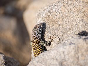 Preview wallpaper wall lizard, lizard, reptile, stone