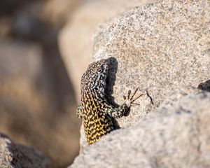 Preview wallpaper wall lizard, lizard, reptile, stone