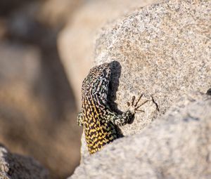 Preview wallpaper wall lizard, lizard, reptile, stone