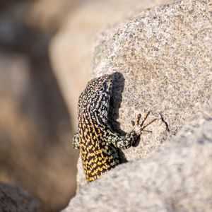 Preview wallpaper wall lizard, lizard, reptile, stone