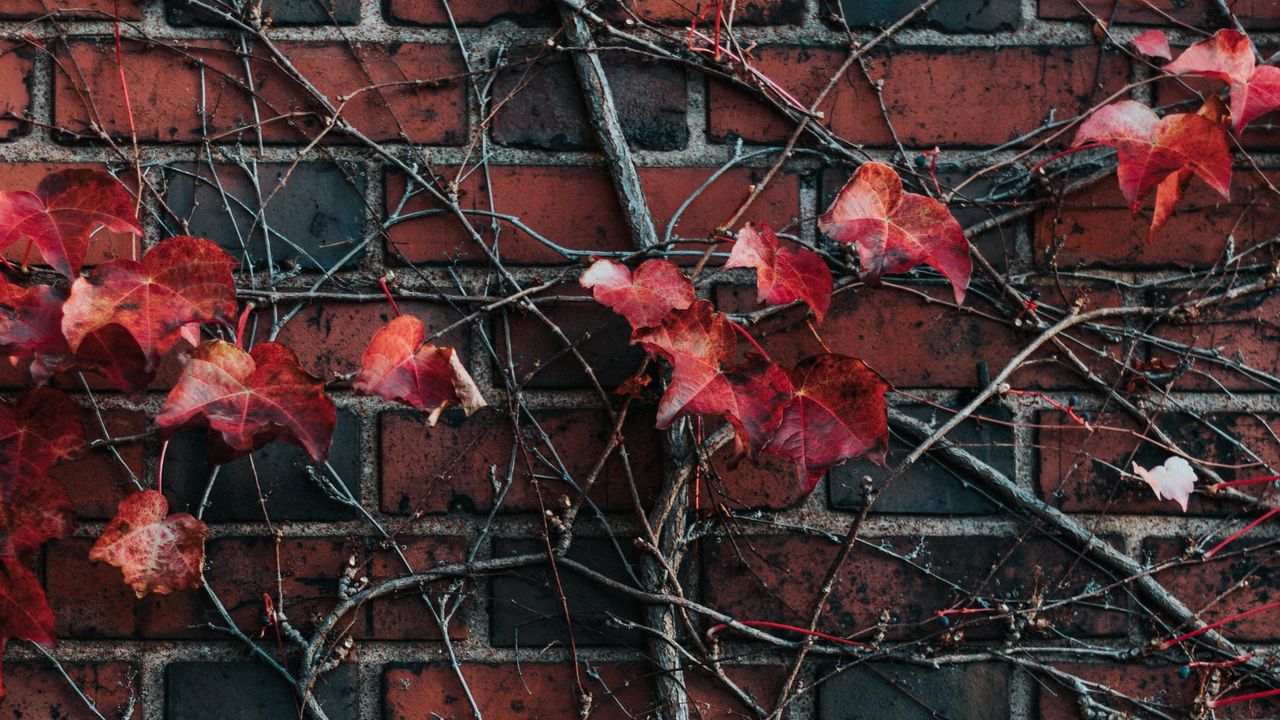Wallpaper wall, plant, branch, leaves, brick
