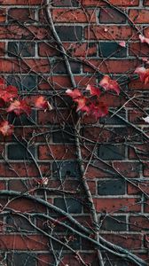 Preview wallpaper wall, plant, branch, leaves, brick