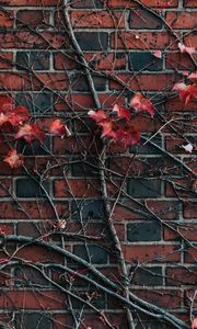 Preview wallpaper wall, plant, branch, leaves, brick