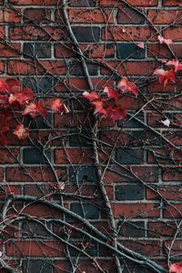 Preview wallpaper wall, plant, branch, leaves, brick