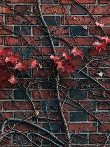 Preview wallpaper wall, plant, branch, leaves, brick