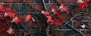 Preview wallpaper wall, plant, branch, leaves, brick