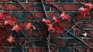 Preview wallpaper wall, plant, branch, leaves, brick