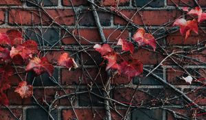 Preview wallpaper wall, plant, branch, leaves, brick