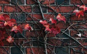 Preview wallpaper wall, plant, branch, leaves, brick