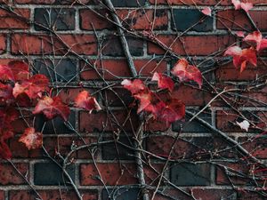 Preview wallpaper wall, plant, branch, leaves, brick