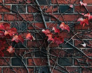 Preview wallpaper wall, plant, branch, leaves, brick