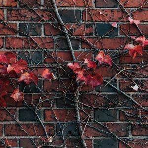 Preview wallpaper wall, plant, branch, leaves, brick