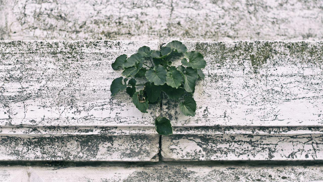Wallpaper wall, plant, green, leaves