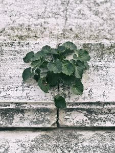 Preview wallpaper wall, plant, green, leaves