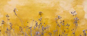 Preview wallpaper wall, plants, spots, yellow