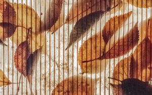 Preview wallpaper wall, stripes, leaves, autumn, texture