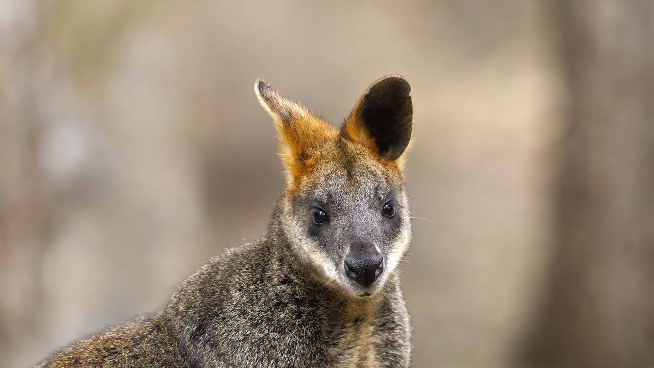 Wallpaper wallaby, animal, wildlife