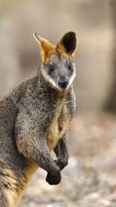 Preview wallpaper wallaby, animal, wildlife