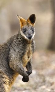 Preview wallpaper wallaby, animal, wildlife