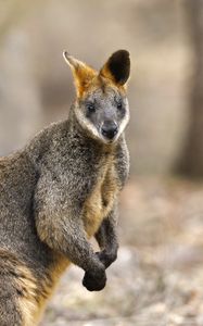 Preview wallpaper wallaby, animal, wildlife