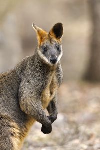 Preview wallpaper wallaby, animal, wildlife
