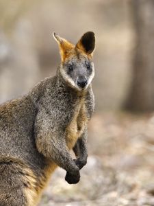 Preview wallpaper wallaby, animal, wildlife