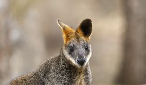 Preview wallpaper wallaby, animal, wildlife